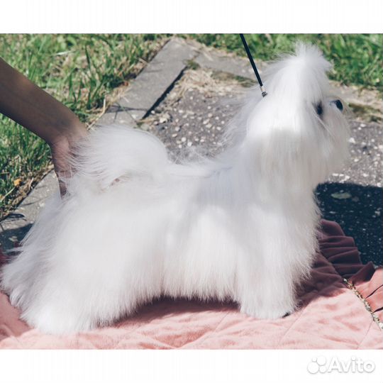 Мальтезе кобель для вязки