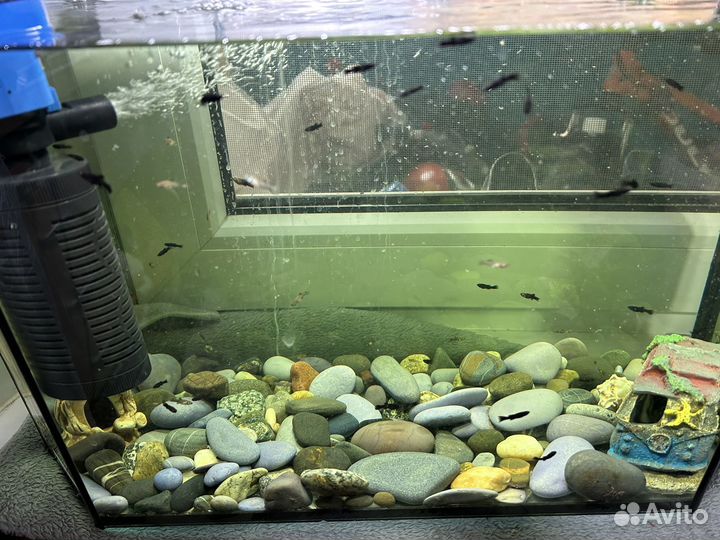 Аквариум и всё что есть в нем