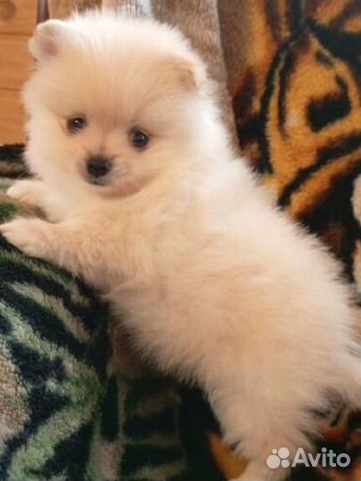 Померанский шпиц мини