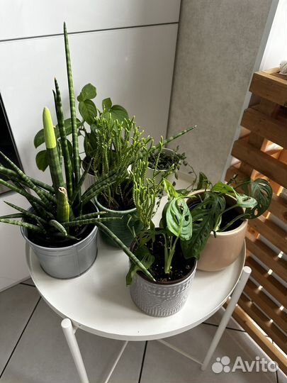 Комнатные растения