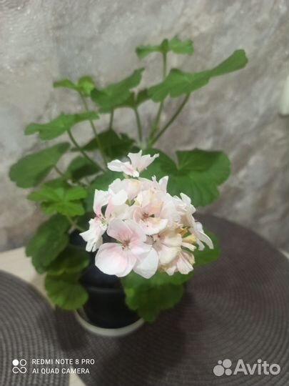 Пеларгония герань