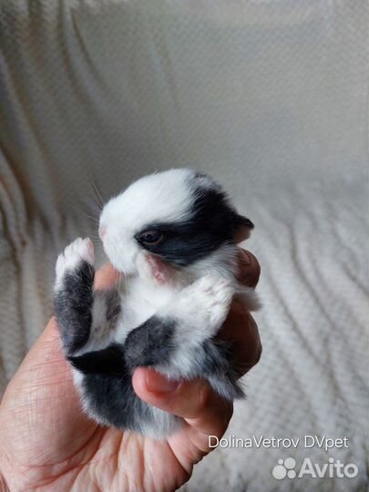 Мальчик в пестрых штанишках