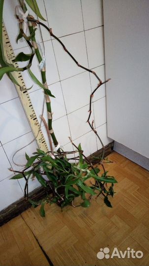 Золотой ус лечебный