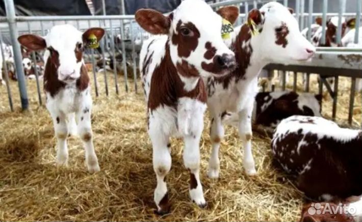 Телята бычки