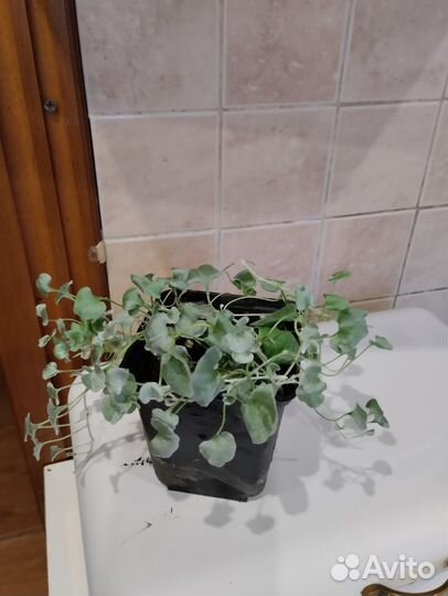 Дихондра серебристая