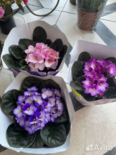 Комнатные растения цветы