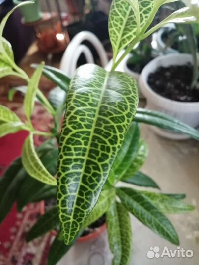 Псевдоэрантемум