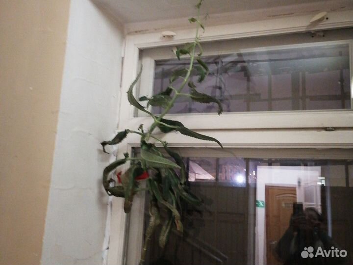 Комнатные цветы