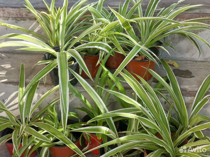 Хлорофитум