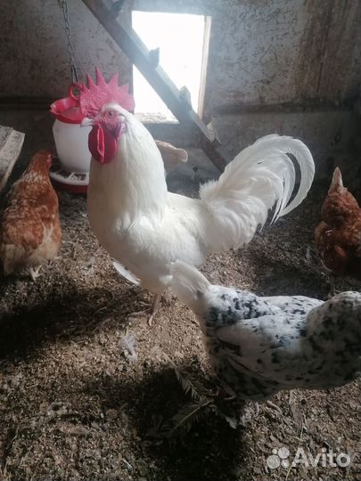 Семья Пушкинских кур чистопородных