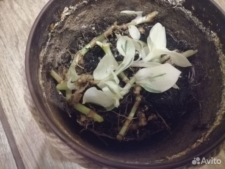 Традесканция