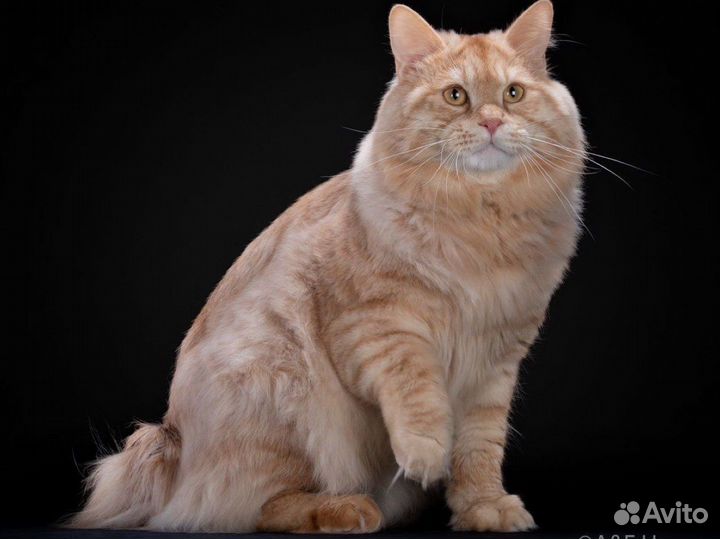 Курильский бобтейл вязка (красное серебро)