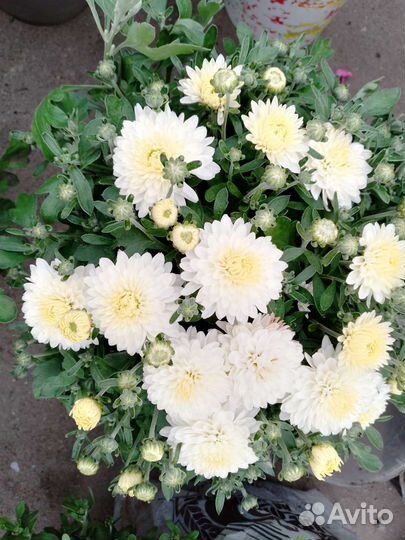 Хризантемы