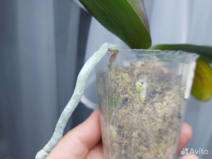 Phal.Miki Black Angel (variation)