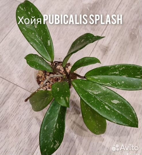 Комнатные цветы. Хойя ваетти, карноза триколор