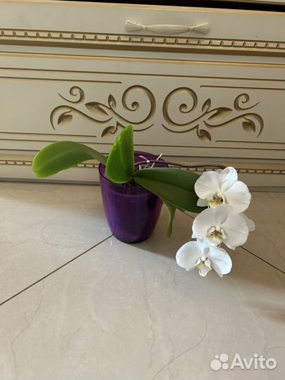 Детки белой орхидеи, укоренённые, подрощенные