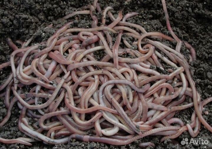 Червь дендробена