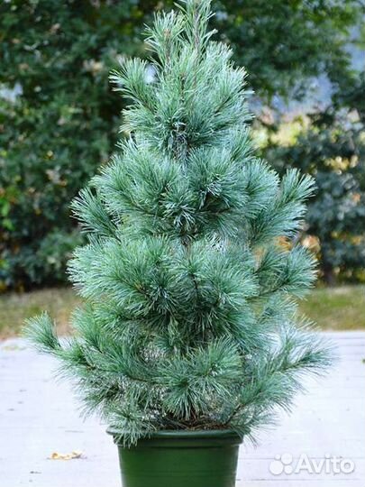 Сосна Аммерленд(см. Описание)