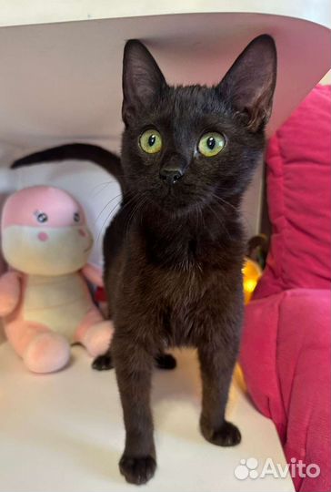 Кошка в дар бесплатно