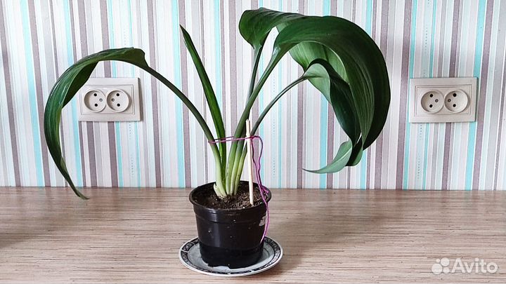 Эухарис амазонская лилия