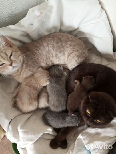 Шотландские котята