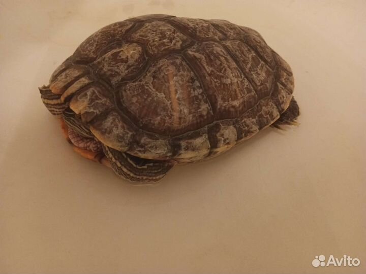 Черепаха
