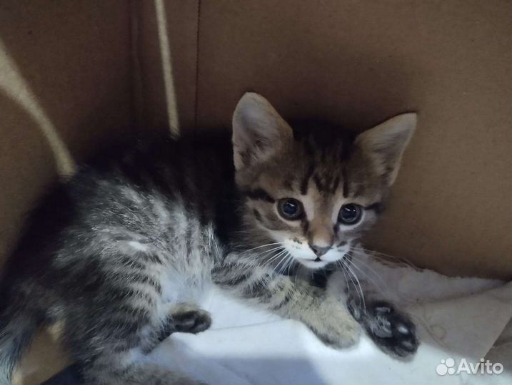 Котята в добрые руки бесплатно