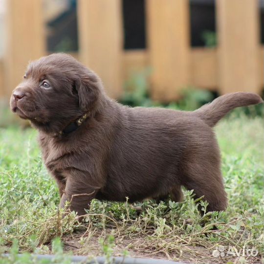 Щенки лабрадора