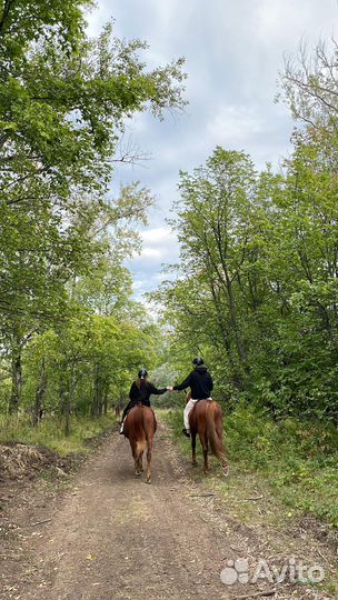 Конные прогулки