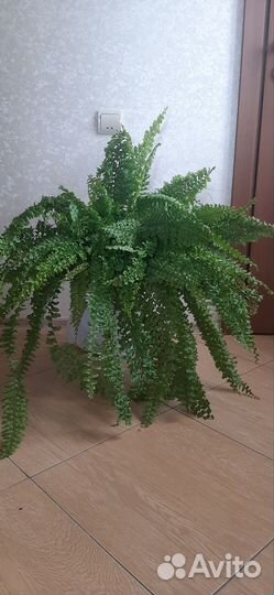 Папоротники нефролеписы сортовые 1 часть
