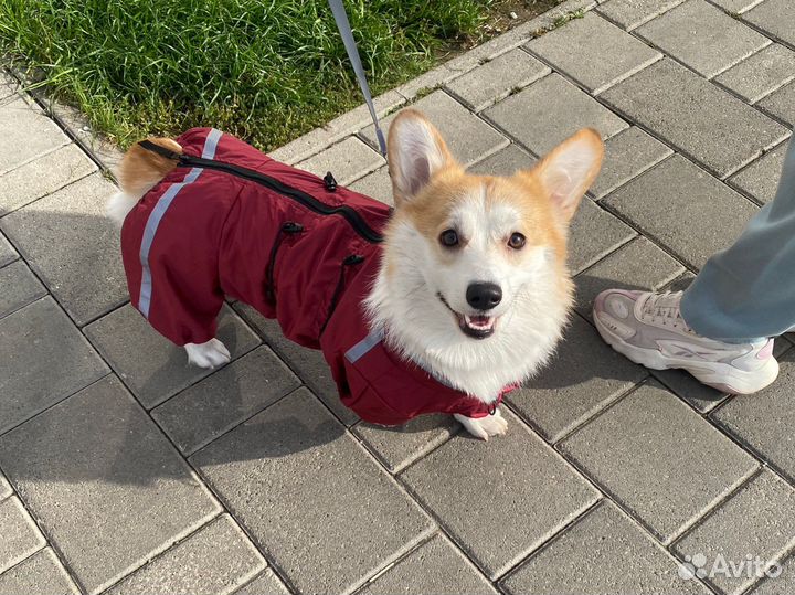 Комбинезон для собаки корги