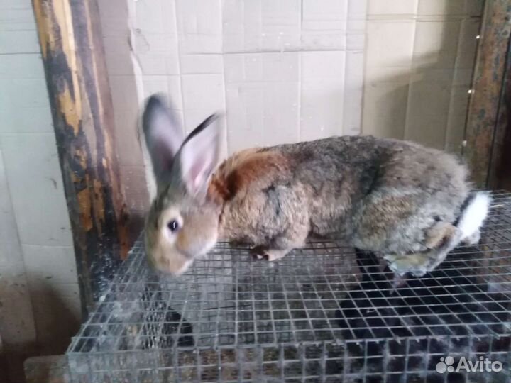 Кролики на племя, клетки