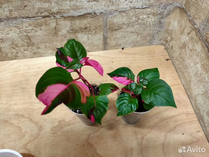 Комнатные растения с фото