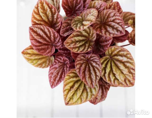 Peperomia Caperata Quito (Пеперомия Квито)