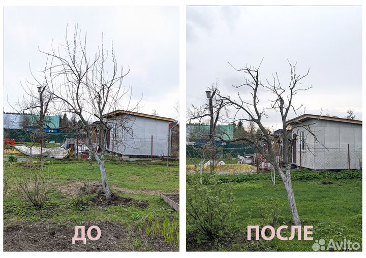 Обрезка деревьев
