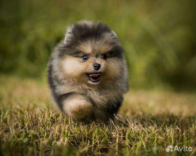 Померанский шпиц