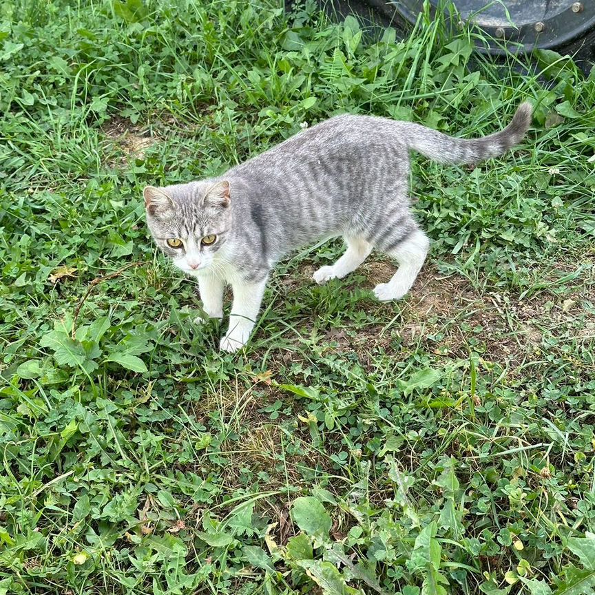 Ласковый котенок подросток в добрые руки