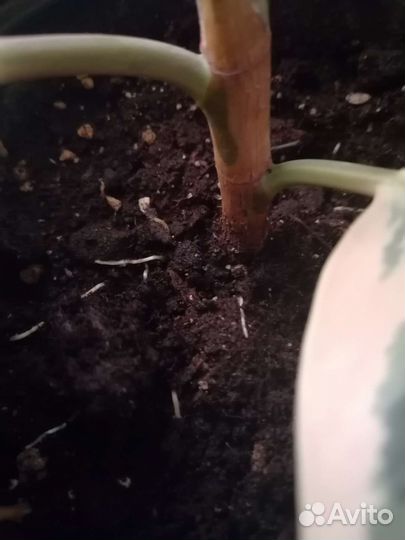 Фикус тинеке