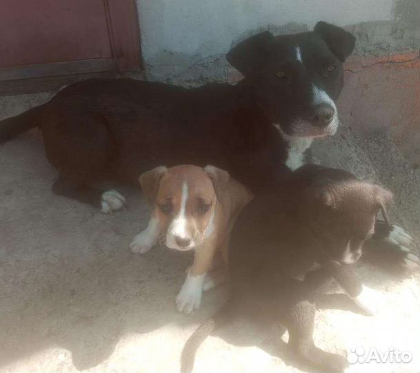 Собаки щенки