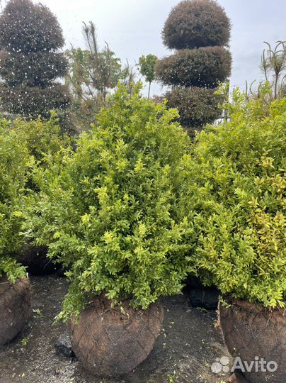 Саженцы самшита 80-100см берем предзаказ