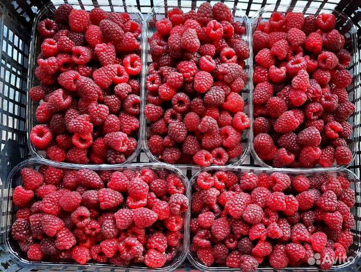 Саженцы малины Маравиллы Маргариты и Энросадиры