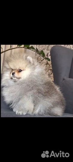 Померанский шпиц