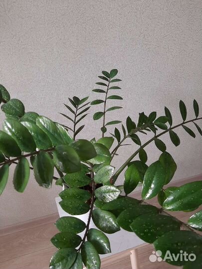 Замиокулькас