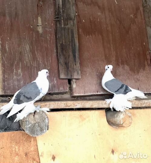 Голуби