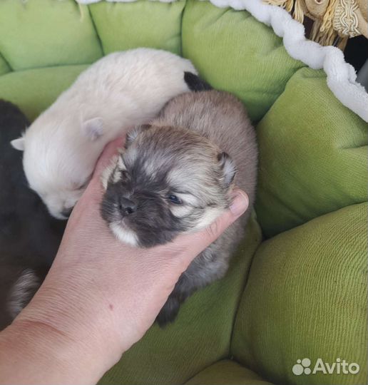 Померанский шпиц