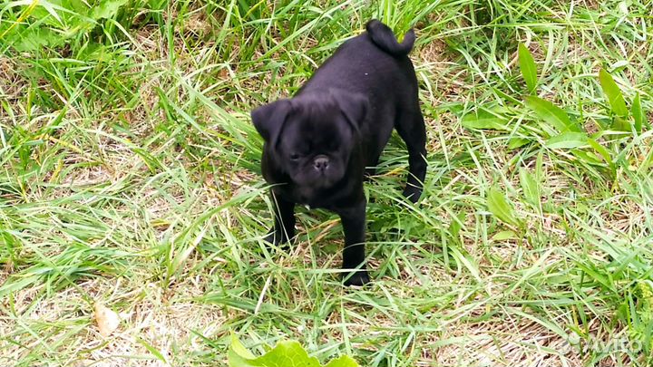 Продам мопсиков