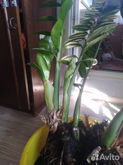 Замиокулькас