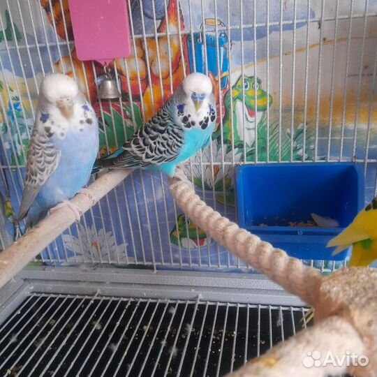 Волнистые попугаи чехи