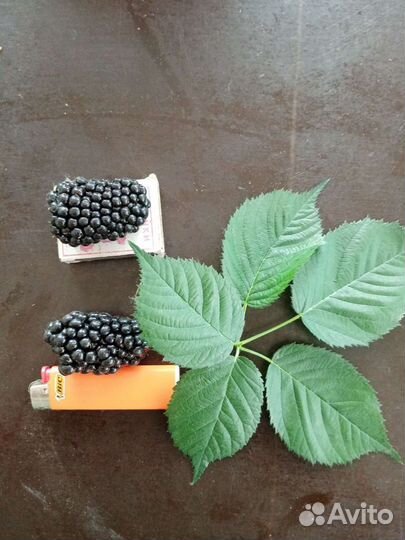 Саженцы деревьев малины ежевики