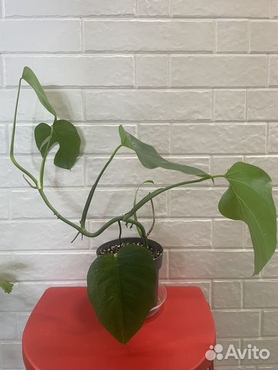 Монстера вариегатная Альба